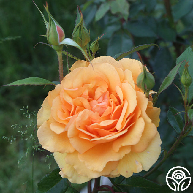 Heirloom Roses Orange Rose Bush Live Plants Heirloom Roses Orange Rose Bush Live Plants