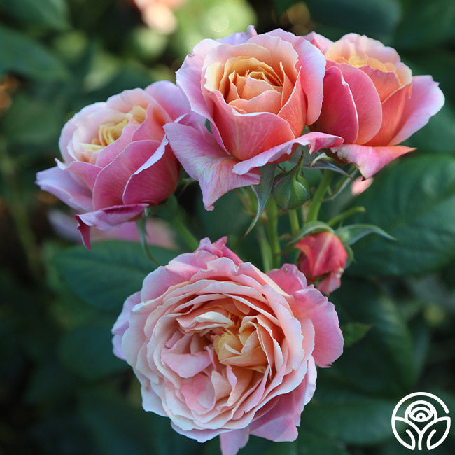 State of Grace™ – Heirloom Roses