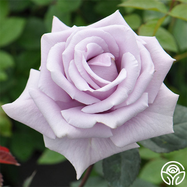 Sterling Silver – Heirloom Roses