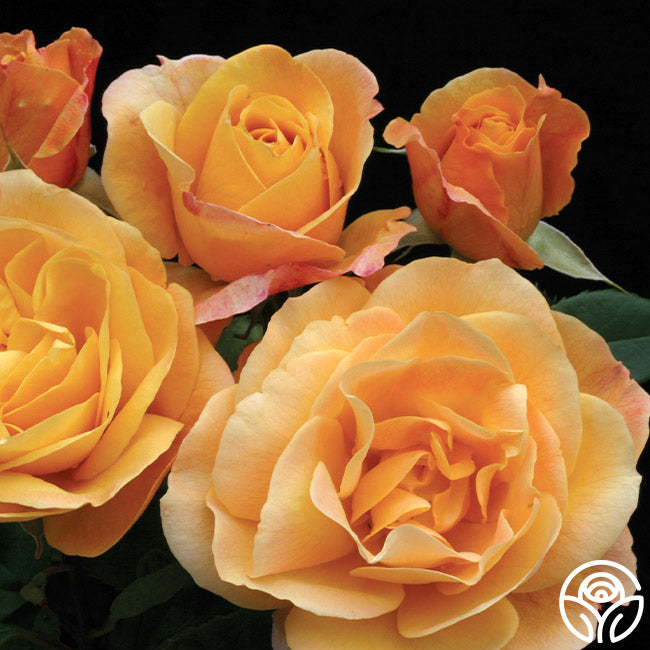 Strike It Rich Rose Grandiflora Very Fragrant Heirloom Roses
