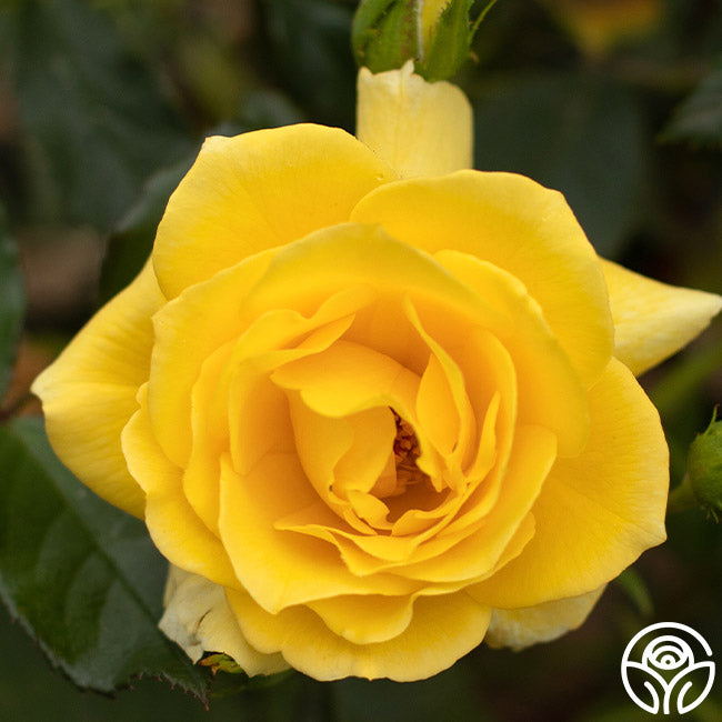 Sun Flare | Rose Plant – Heirloom