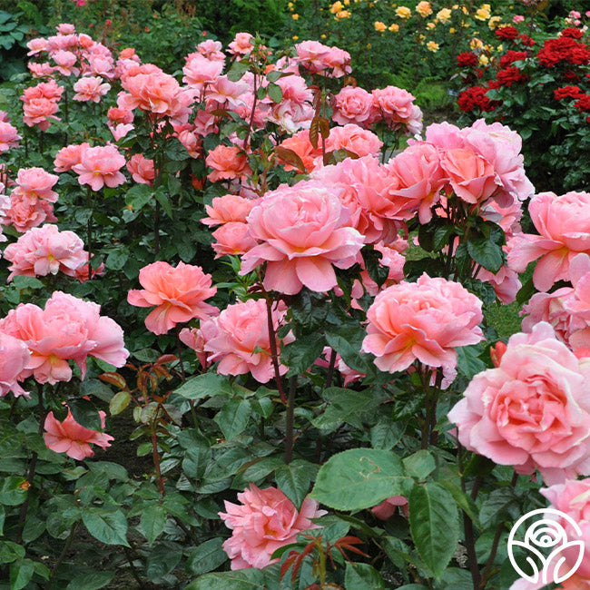 Sweet Fragrance – Heirloom Roses