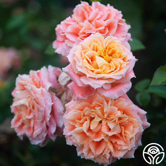 その他 rose Antique Watch Rose-古董怀表｜Japanese Shrub Rose – Ergongzy Roses