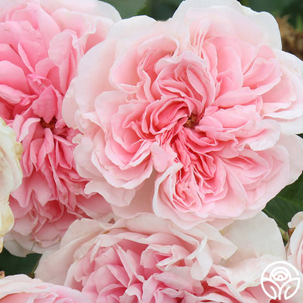 The Fawn Groundcover Rose | Pink Rose Plant  Heirloom