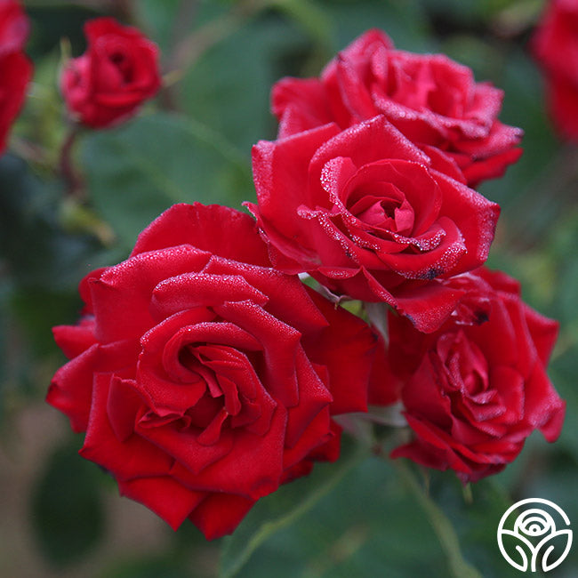 Lady In Red™ – Heirloom Roses