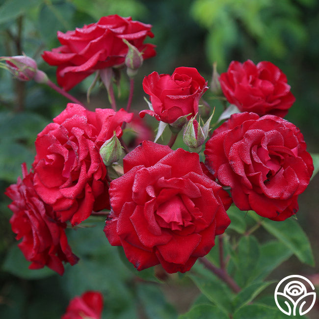 Lady In Red™ – Heirloom Roses