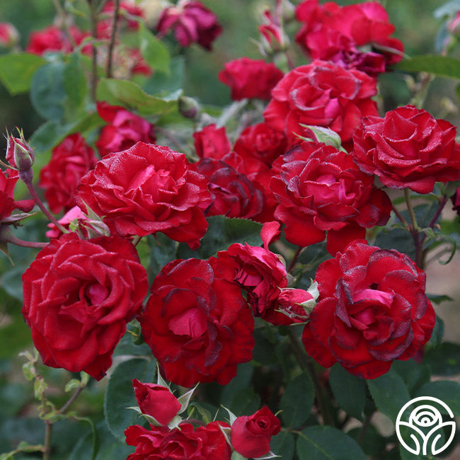 Lady In Red™ – Heirloom Roses