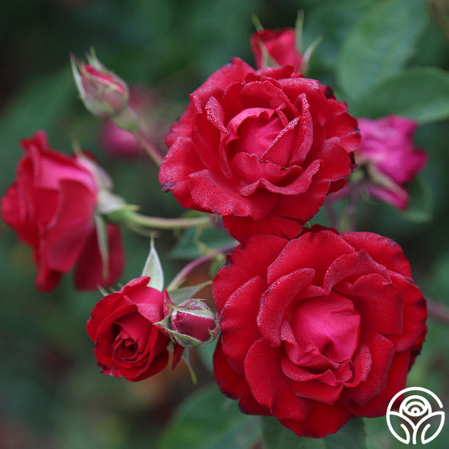 Lady In Red™ – Heirloom Roses