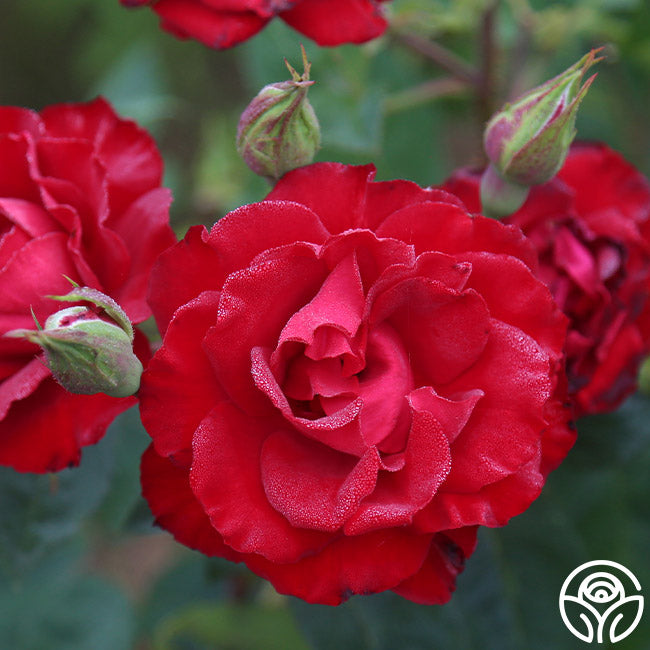 Lady In Rose Lady In Red™ – Heirloom Roses