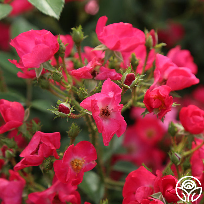 Vif Eclat | Red Hybrid Musk Rose Bush – Heirloom Roses