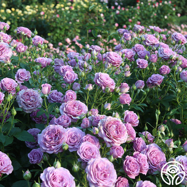 Violet's Pride Rose - Floribunda - Very Fragrant – Heirloom Roses