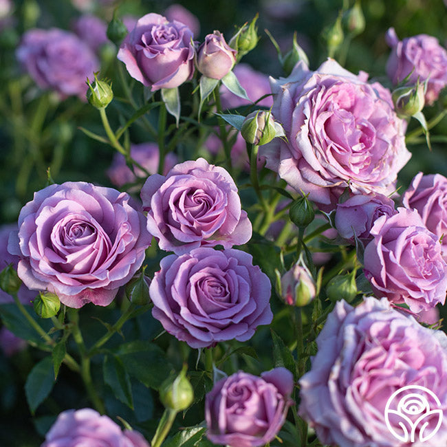 Violet's Pride Rose - Floribunda - Very Fragrant – Heirloom Roses