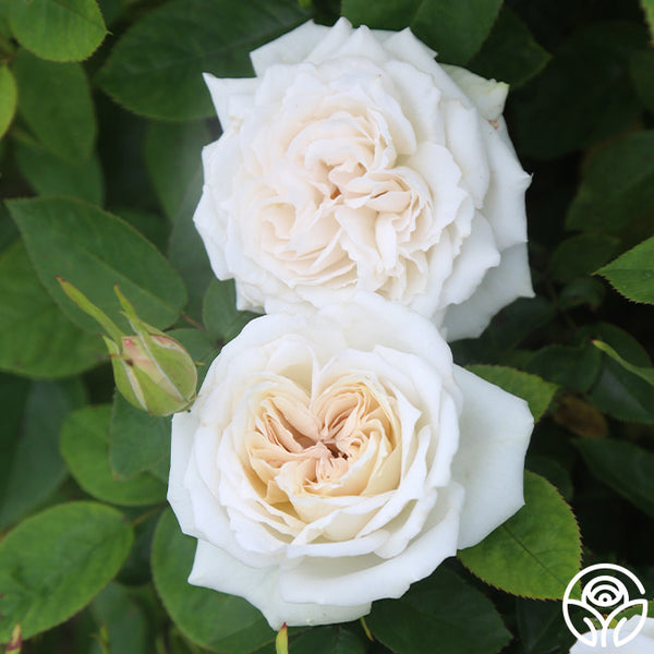 White Floorshow Landscape Rose | White Rose Bush – Heirloom