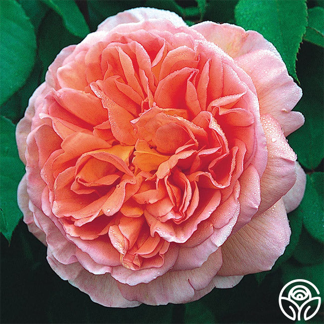 Abraham Darby®