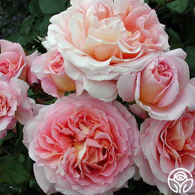 Abraham Darby®