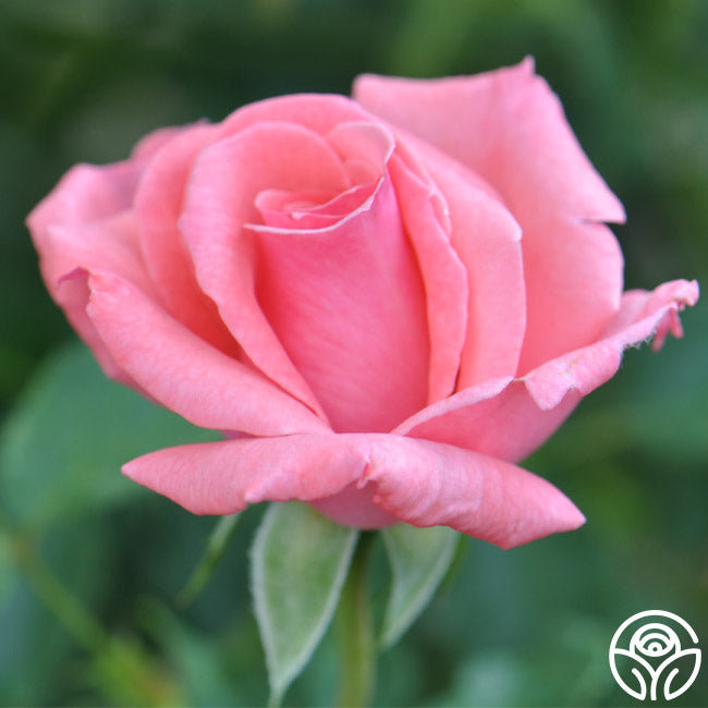 ROSE Agatha Christie Climbing Rose | Pink Rose Bush – Heirloom
