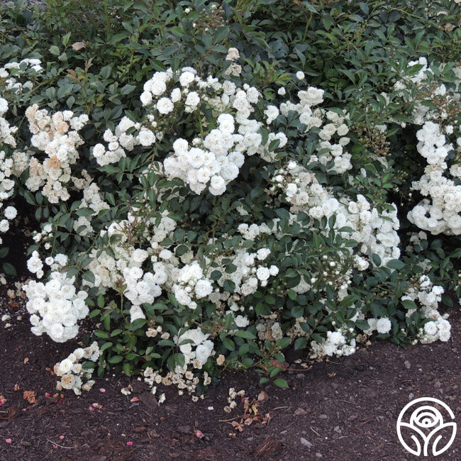 Alba MeidilandLandscape Rose | White Rose Plant – Heirloom Roses