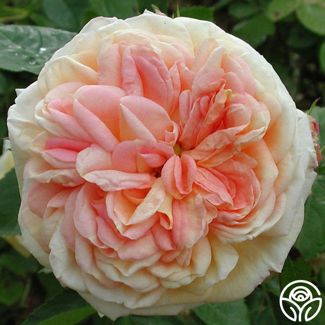 Alchemist Rose Alchymist Rose - Climbing Roses - Very Fragrant – Heirloom Roses