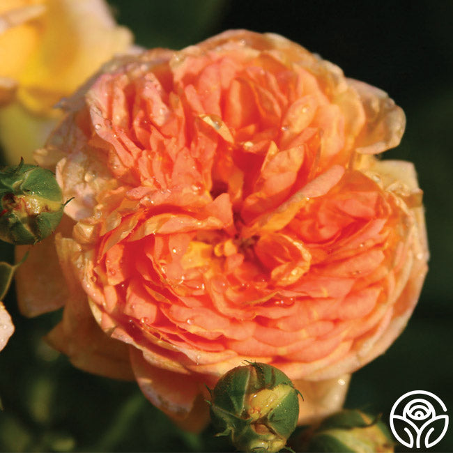 Alchemist Rose Alchymist Rose - Climbing Roses - Very Fragrant – Heirloom Roses