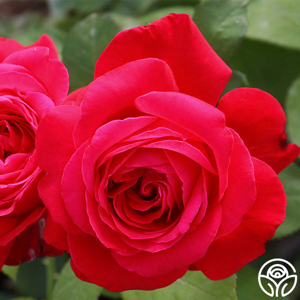 Alec's Red Hybrid Tea Rose | Fragrant Rose Plant – Heirloom
