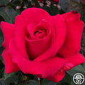 Alec's Red Rose - Hybrid Tea - Exceptionally Fragrant – Heirloom Roses