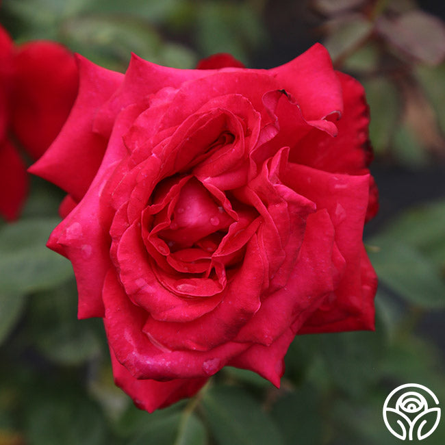 Alec's Red Rose - Hybrid Tea - Exceptionally Fragrant – Heirloom Roses