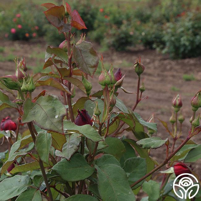 Alec's Red Rose - Hybrid Tea - Exceptionally Fragrant – Heirloom Roses