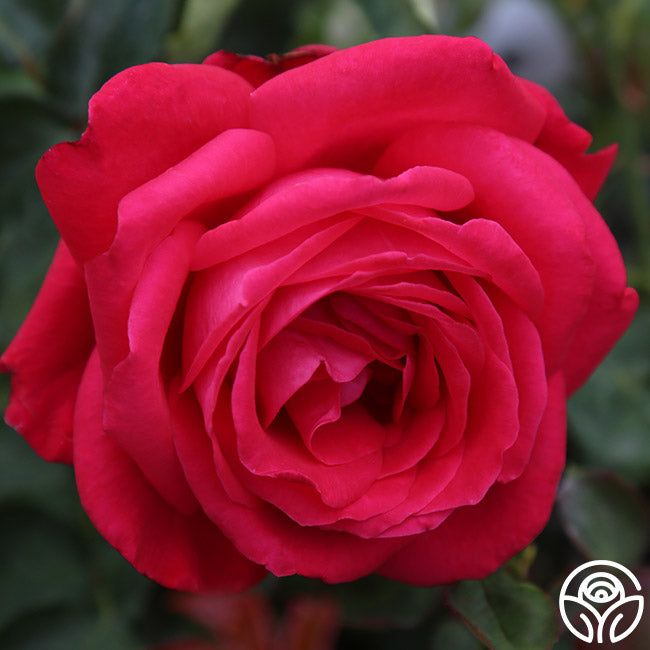 Alec's Red Rose - Hybrid Tea - Exceptionally Fragrant – Heirloom Roses