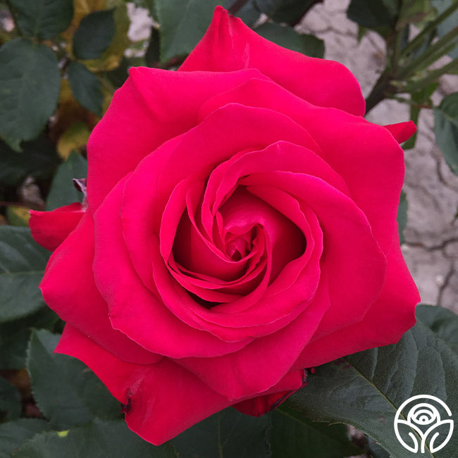 Alec's Red Rose - Hybrid Tea - Exceptionally Fragrant – Heirloom Roses