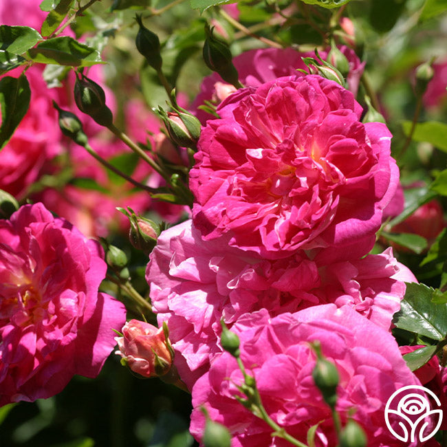 Rose Alexandre Alexandre Girault Rambling Rose | Pink Rose Plant – Heirloom