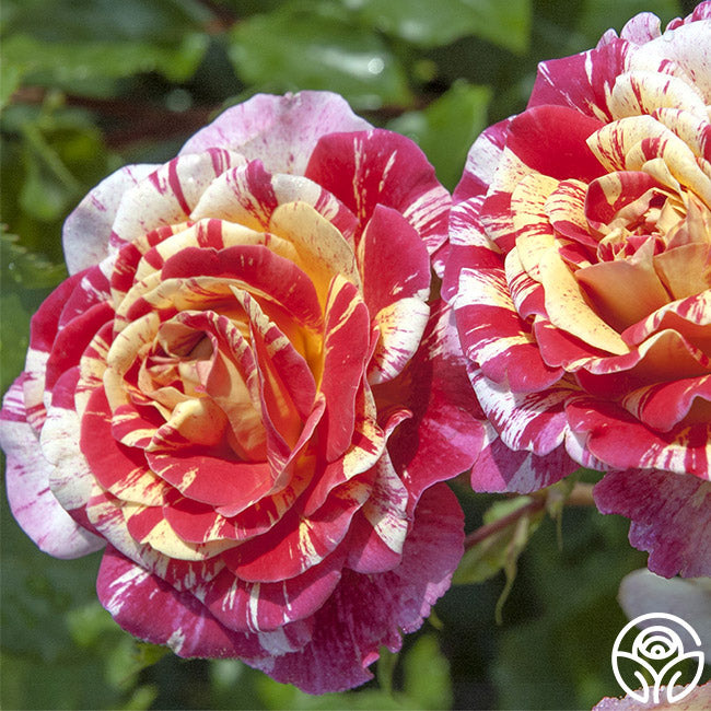 Black Magic Rose Bush