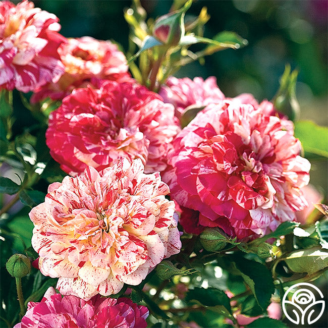 African Magic Roses Black Magic Rose Bush