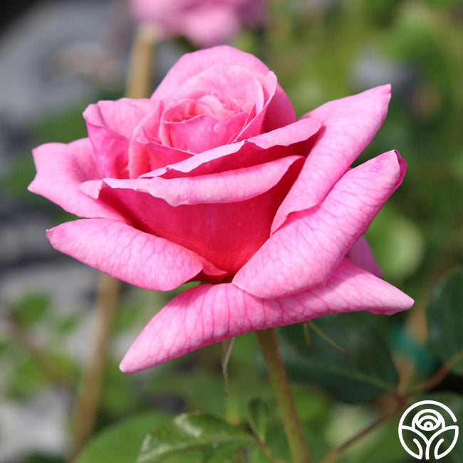 Aloha Climbing Rose | Fragrant Rose Plant – Heirloom Roses