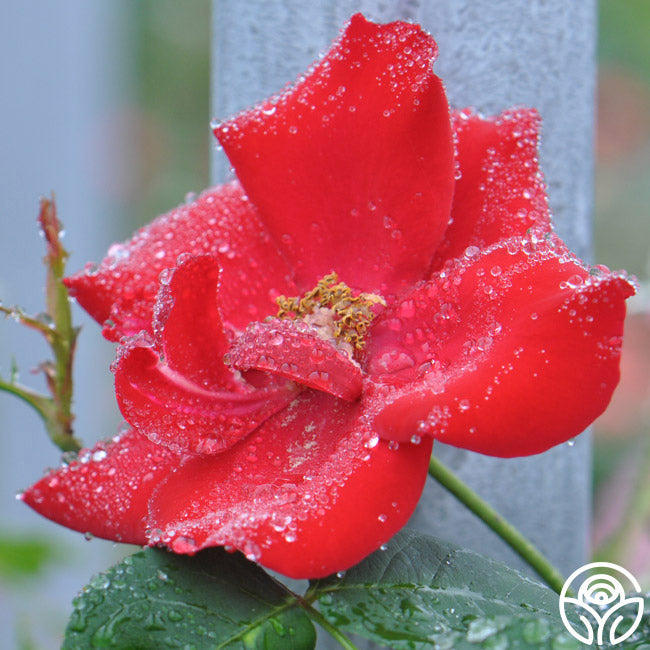 altissimo rose for sale Altissimo®