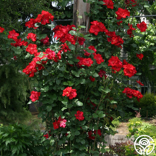 altissimo rose bush Altissimo®