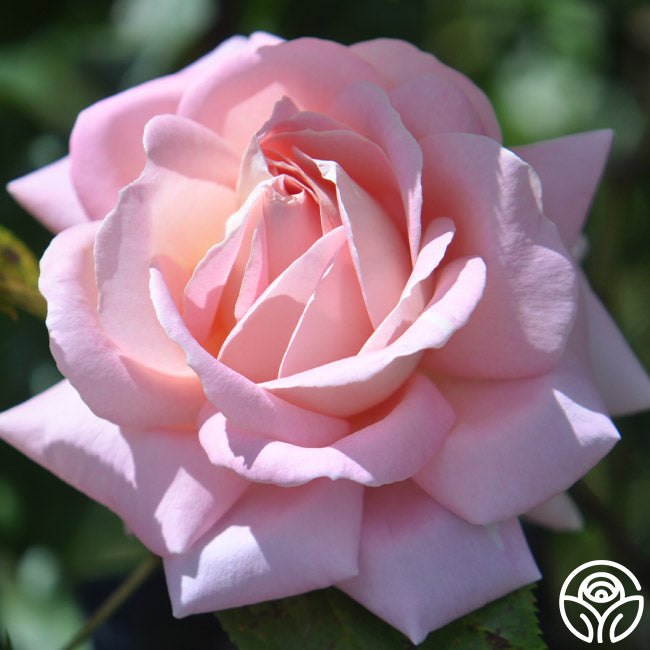 Amazing Grace Rose - Shrub - Exceptionally Fragrant – Heirloom Roses