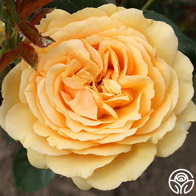 Amber Coloured Roses Amber Queen – Heirloom