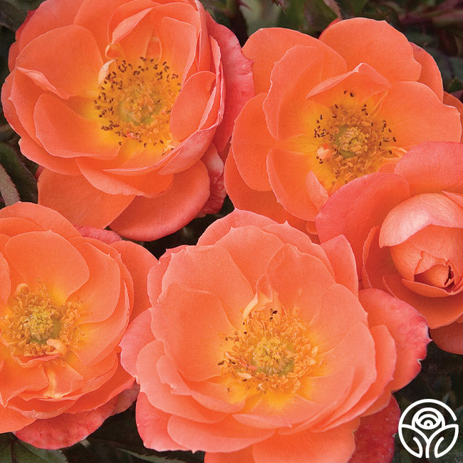 Amber Coloured Roses Amber Sunblaze – Heirloom