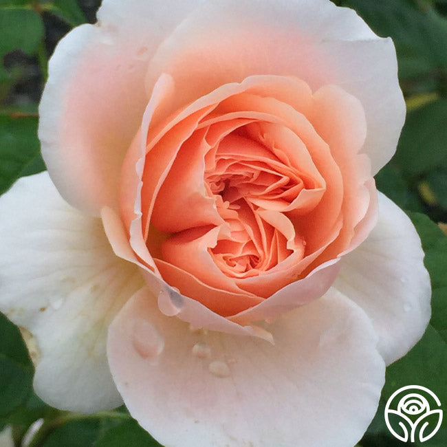 David Austin Roses Ambridge Rose - Thumbnail 4