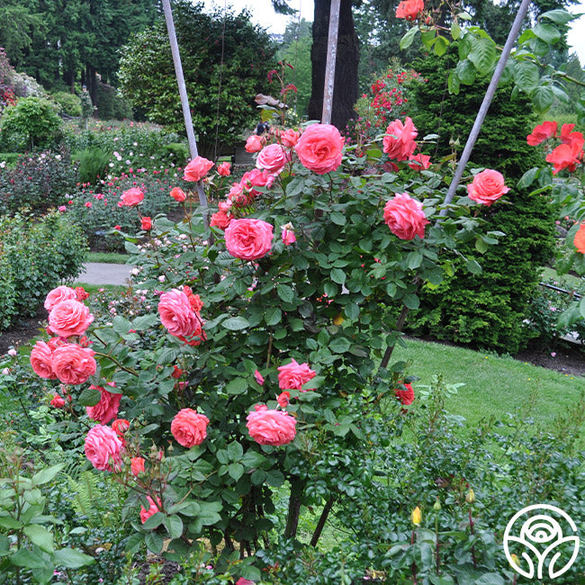 America Rose Climbing Roses Very Fragrant Heirloom Roses