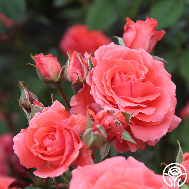 America Rose - Climbing Roses - Very Fragrant – Heirloom Roses