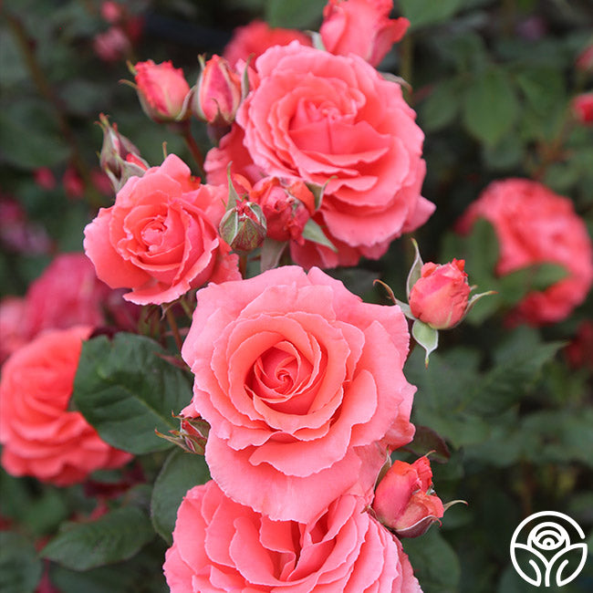 American Fresh Roses America Rose - Climbing Roses - Very Fragrant – Heirloom Roses