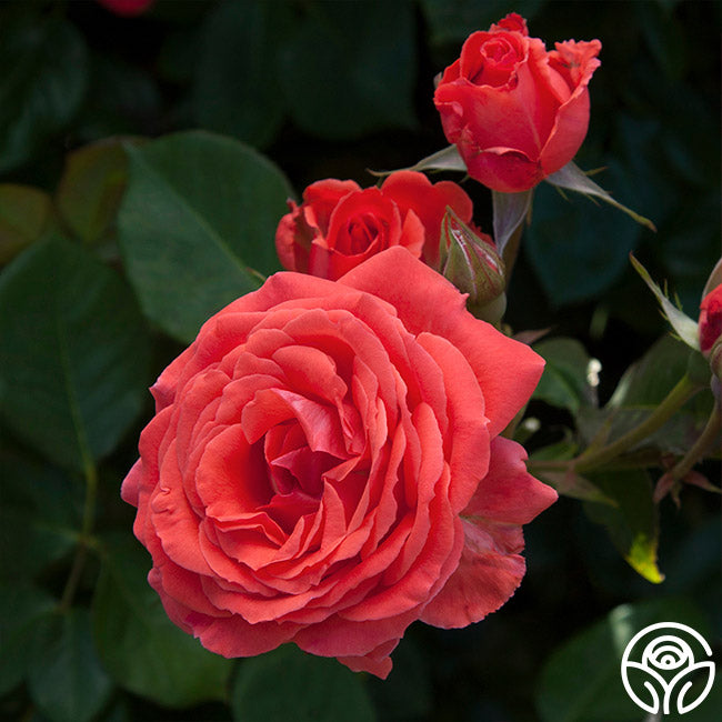 American Fresh Roses America Rose - Climbing Roses - Very Fragrant – Heirloom Roses