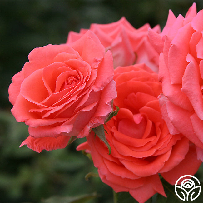 American Fresh Roses America Rose - Climbing Roses - Very Fragrant – Heirloom Roses