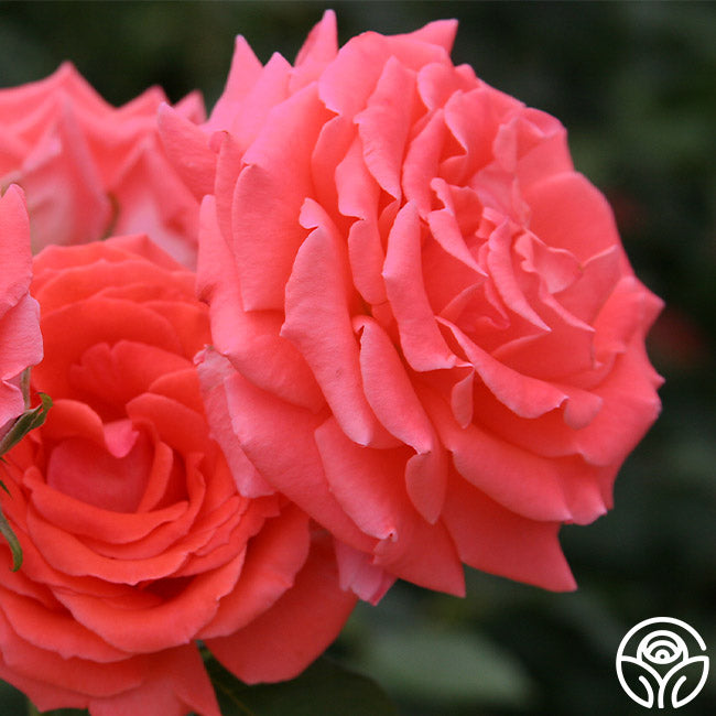 American Fresh Roses America Rose - Climbing Roses - Very Fragrant – Heirloom Roses