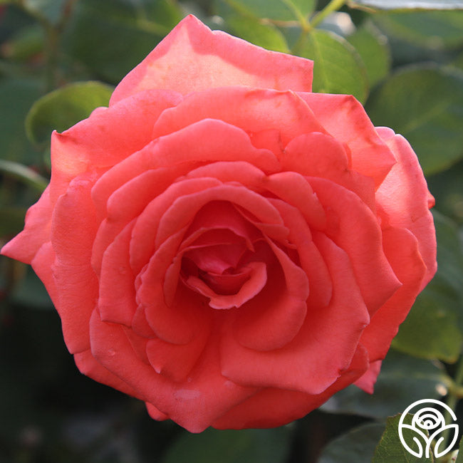 American Fresh Roses America Rose - Climbing Roses - Very Fragrant – Heirloom Roses