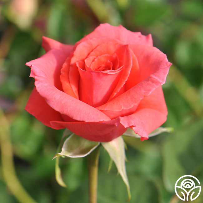 American Fresh Roses America Rose - Climbing Roses - Very Fragrant – Heirloom Roses