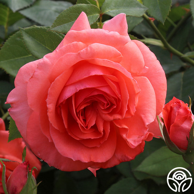 American Fresh Roses America Rose - Climbing Roses - Very Fragrant – Heirloom Roses