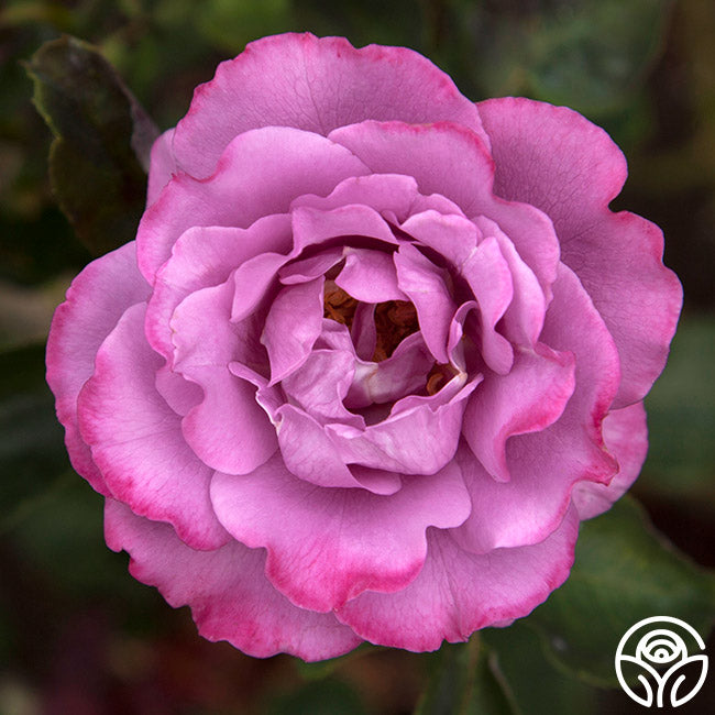 Angel Face Rise Angel Face Rose - Floribunda - Exceptionally Fragrant – Heirloom Roses