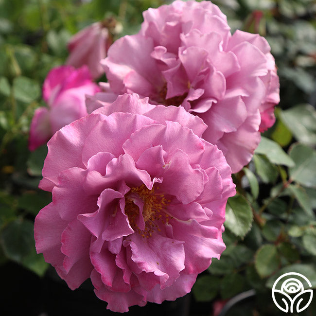 Angel Face Rise Angel Face Rose - Floribunda - Exceptionally Fragrant – Heirloom Roses